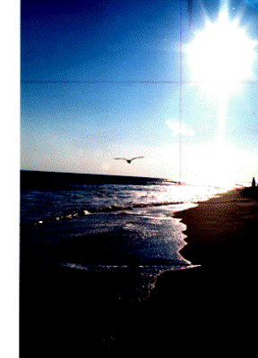 my-photo-of-a-large-seagull-flying-over-the-ocean--with-the-blue-and-white-waves-splashing-onto-the-shore"