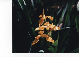 my-photo-of-a-wild-yellowish-orange-flower--which-looks-similar-to-a-snap-dragon"