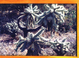 my-photo-of-the-most-unusually-shaped-short--green--cactus--having-all-its-limbs-twisting--in-different-angles--located-in-the-Sonoran-desert-in-pheonix-arizona"