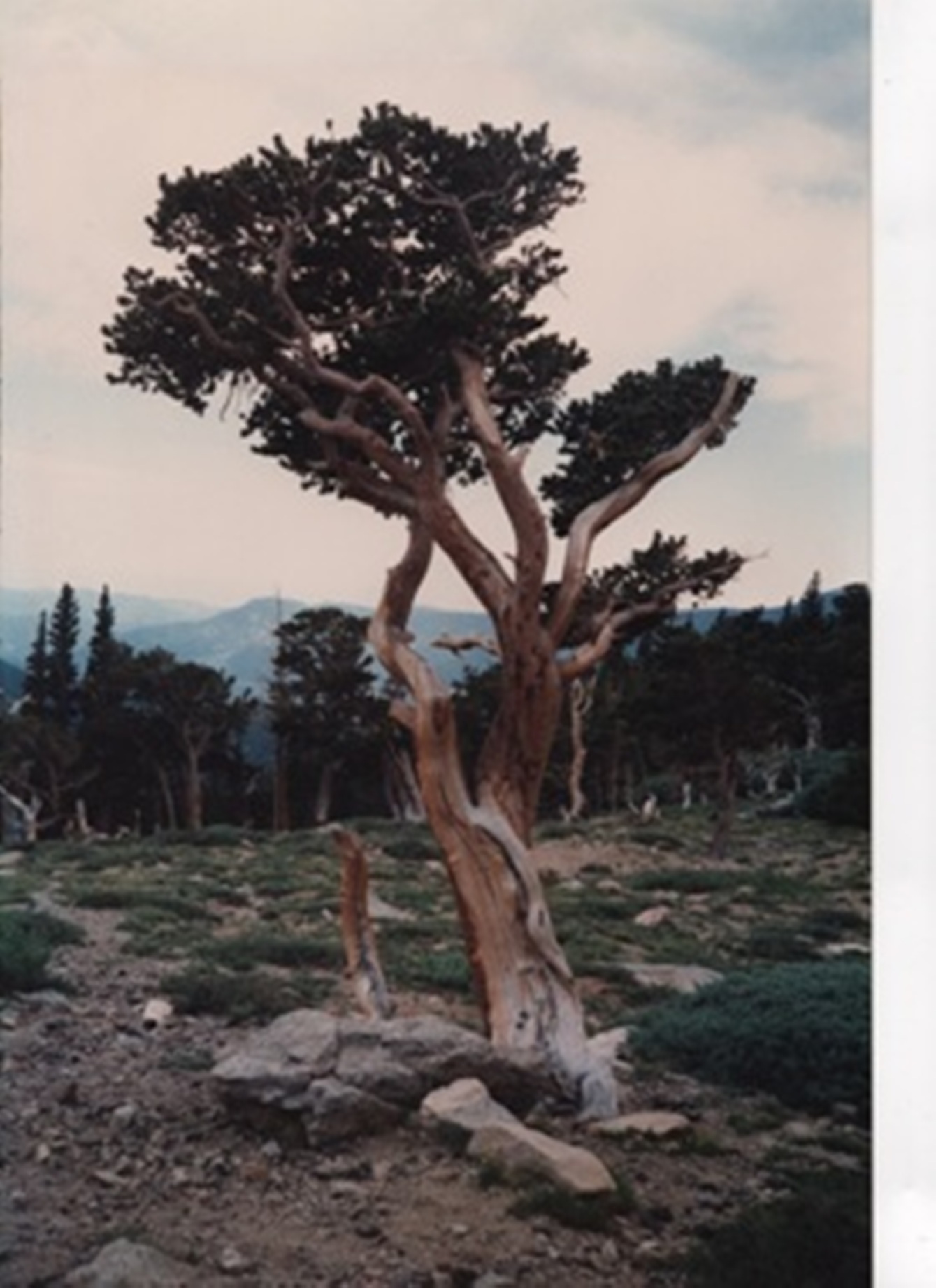 my-photo-taken-in-the-rocky-mountains--of-a-single-tree--with-light-bark-of-the-trunk-curving-around-the-first-twenty-feet--and-then-a-thin-layer-of-dark-green-leaves-going-across-the-top