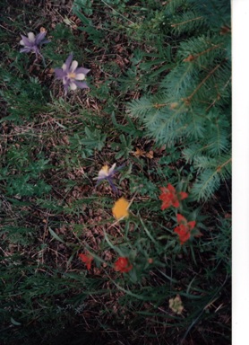 my-photo-of-yellowpinkbluered-and-purple--wild-flowers--tucked-among-the-forests--high-in-the-Rocky-Mountains--and-these-flowers-are-protectedd-and-may-not-be-picked